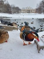 Mandarin duck